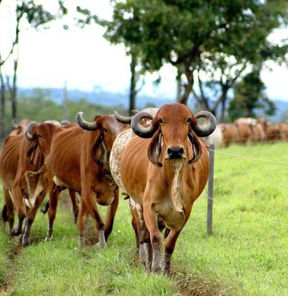 Gir Cow Dairy Farming