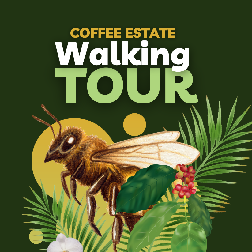 Coffee Estate Walking Tour